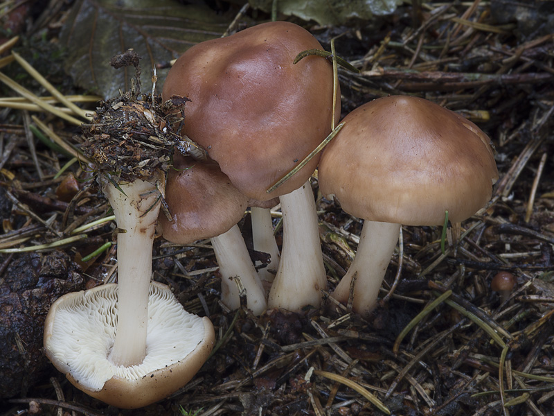 Rhodocollybia prolixa var. distorta